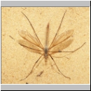 Tipula sp - Schnake 05c.jpg